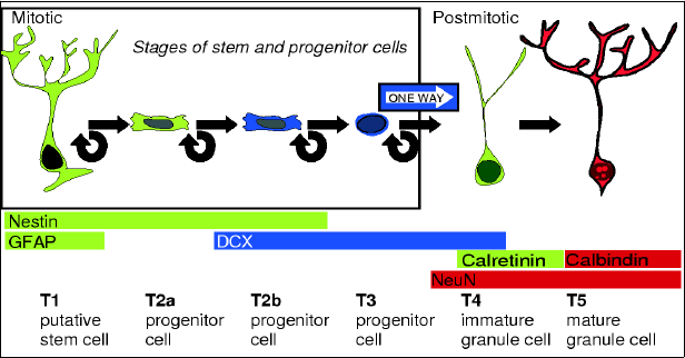 overview over
types of cells in the neurogenesis process (32 kB)