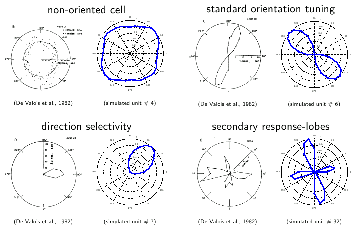 orientationtuning curves of complex cells and SFA units (66 kB)