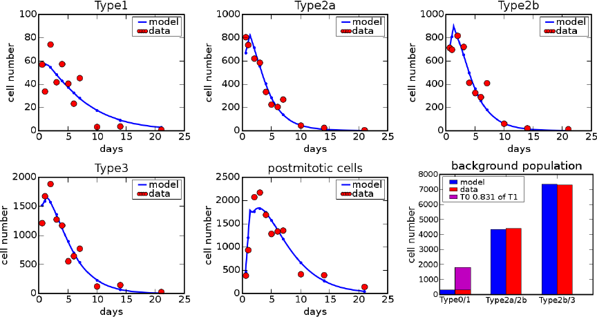 simulation
results of the refined model in comparison to experimental data (71
kB)