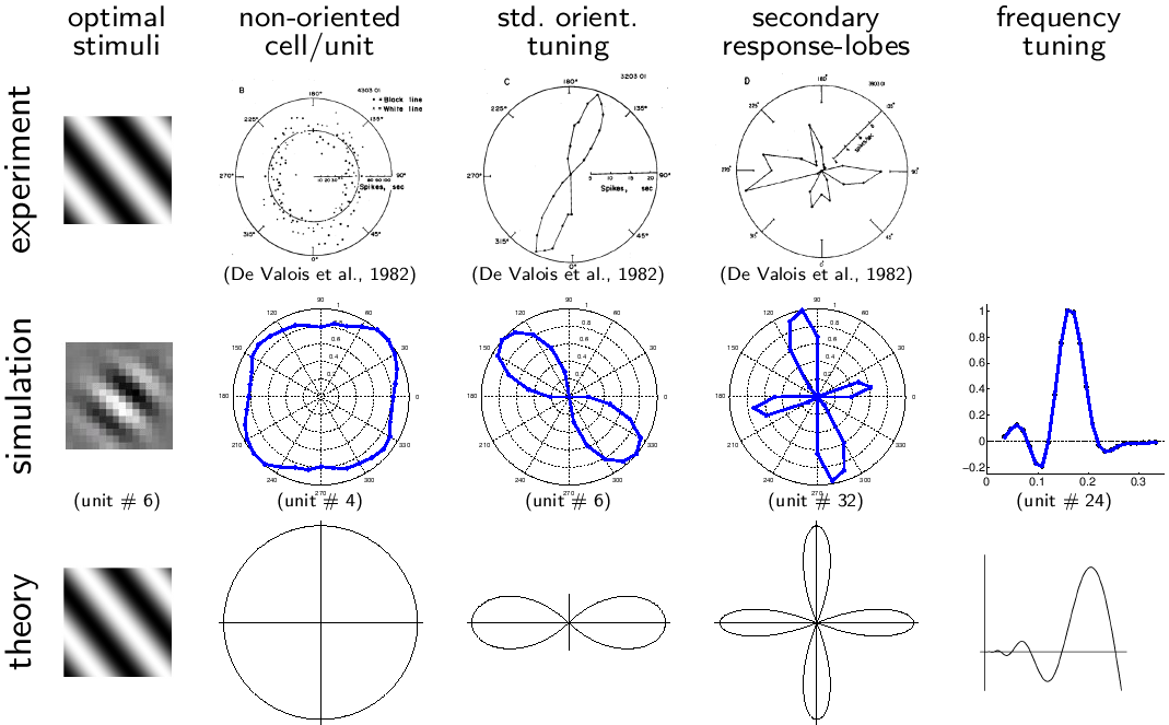 complex
cell receptive fields in physiology, simulations, and theory (101
kB)