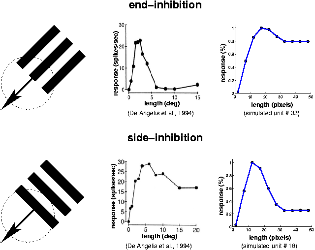 SFA units andcomplex cells with end- and side-inhibition (38 kB)